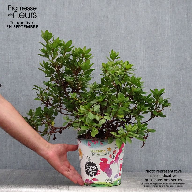 Spécimen de Azalée du Japon Vuyk's Scarlet - Rhododendron hybride. Pot de 4L/5L tel que livré en automne