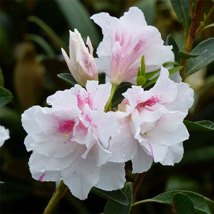 Azalée du Japon White Prince - Rhododendron hybride (Flowering)