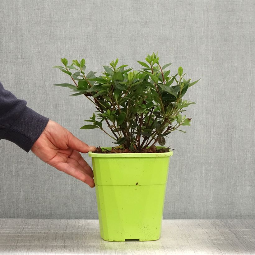 Example of Azalée hybride ENCORE Autumn Fire Pot de 3L/4L as you get in printemps
