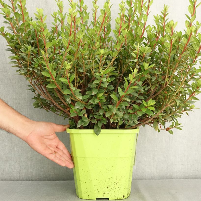 Spécimen de Azalée hybride ENCORE® Empress Pot de 7,5L/10L tel que livré en été