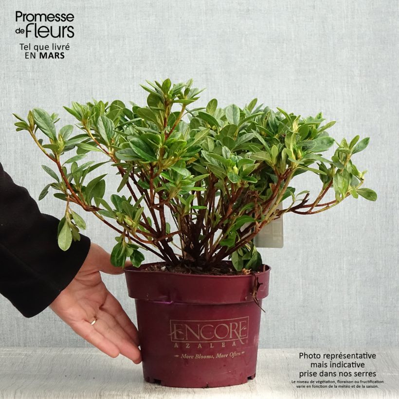 Example of Azalée hybride ENCORE® Sunburst Pot de 3L/4L as you get in printemps