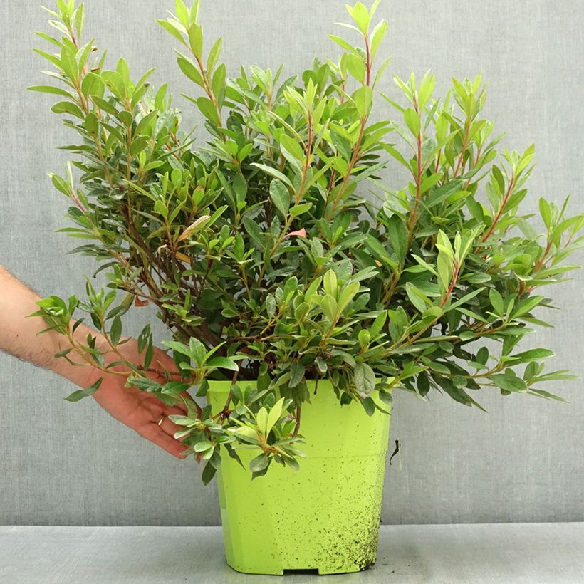 Spécimen de Azalée hybride ENCORE® Sundance Pot de 7,5L/10L tel que livré en été