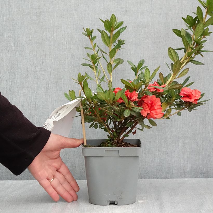 Spécimen de Azalée hybride REPETITA Coral - Azalée remontante Pot de 2L/3L tel que livré en automne