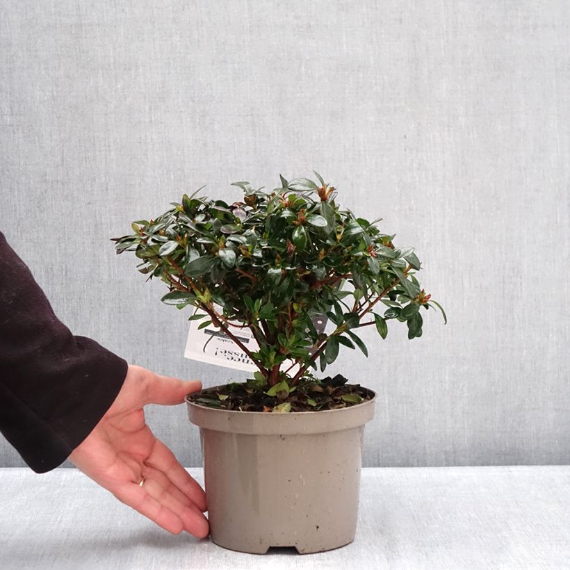 Spécimen de Azalée hybride Repetita Pink - Azalée remontante Pot de 2L/3L tel que livré en hiver