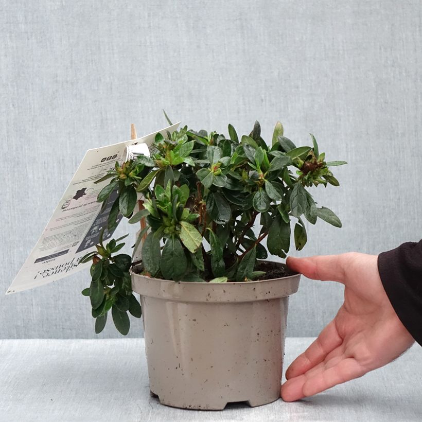 Spécimen de Azalée hybride REPETITA Red - Azalée remontante Pot de 2L/3L tel que livré en automne