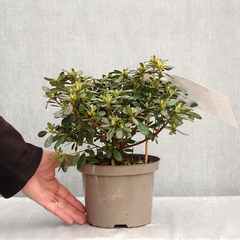 Spécimen de Azalée hybride REPETITA White - Azalée remontante Pot de 2L/3L tel que livré en hiver