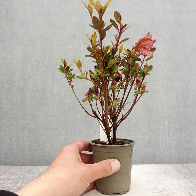 Example of Azalée japonaise - Azalea japonica Arabesk Godet de 8/9 cm as you get in printemps
