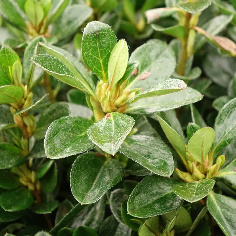 Azalée japonaise - Azalea japonica Izumi no mai (Foliage)