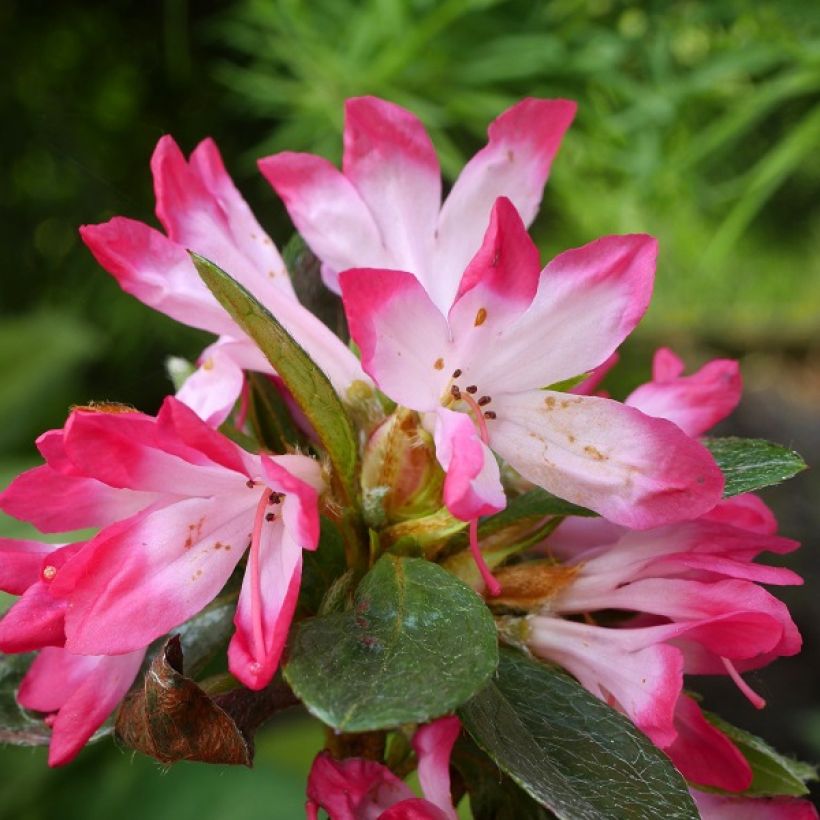Azalée japonaise - Azalea japonica Izumi no mai (Flowering)