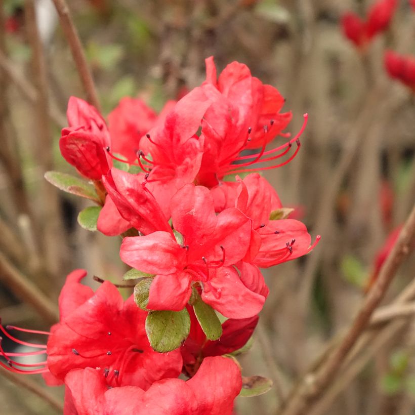 Azalée japonaise - Azalea japonica Stewartstonian (Flowering)