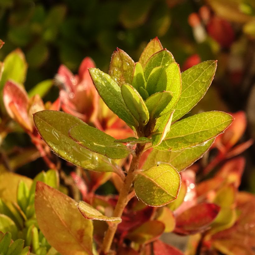 Azalée du Japon Vuyk's Scarlet - Rhododendron hybride. (Foliage)