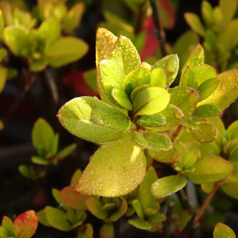 Azalée japonaise Blaauw's Pink - Rhododendron hybride (Foliage)