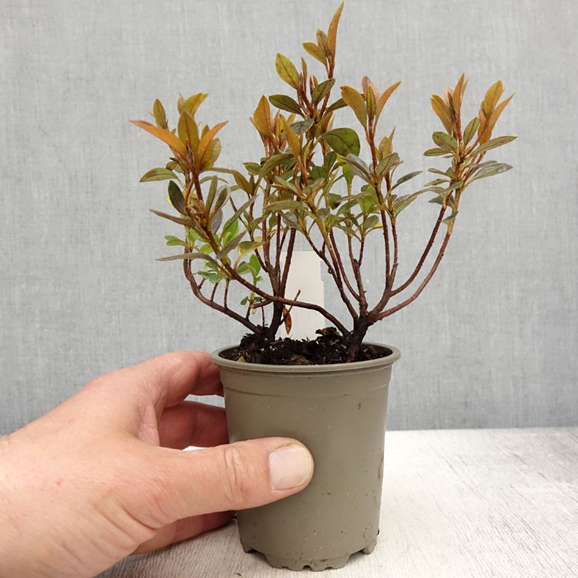Example of Azalée japonaise Blaauw's Pink - Rhododendron hybride Godet de 8/9 cm as you get in printemps
