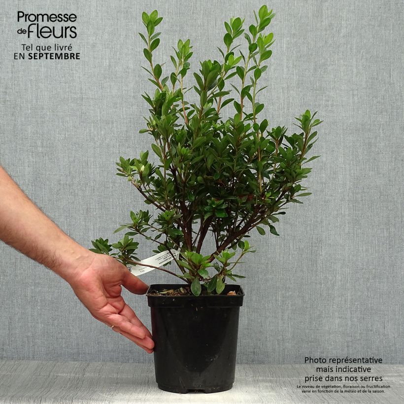Spécimen de Azalée japonaise Blaauw's Pink - Rhododendron hybride Pot de 2L/3L tel que livré en automne