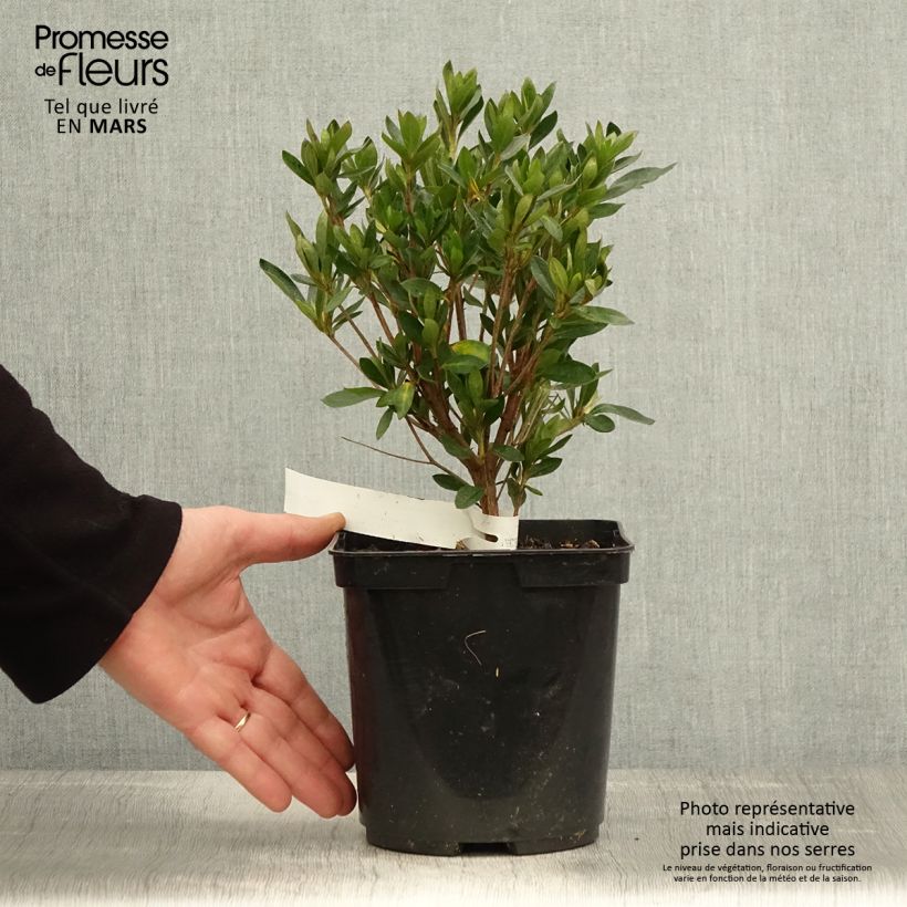 Example of Azalée japonaise Melle - Rhododendron hybride Pot de 2L/3L as you get in printemps