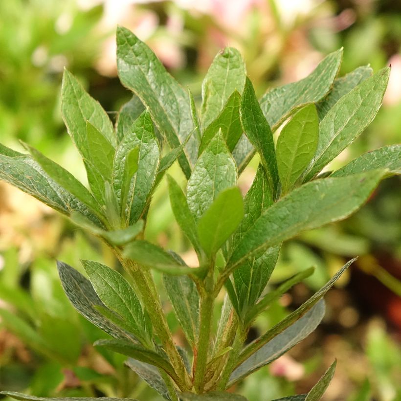 Azalée japonaise Melle - Rhododendron hybride (Foliage)