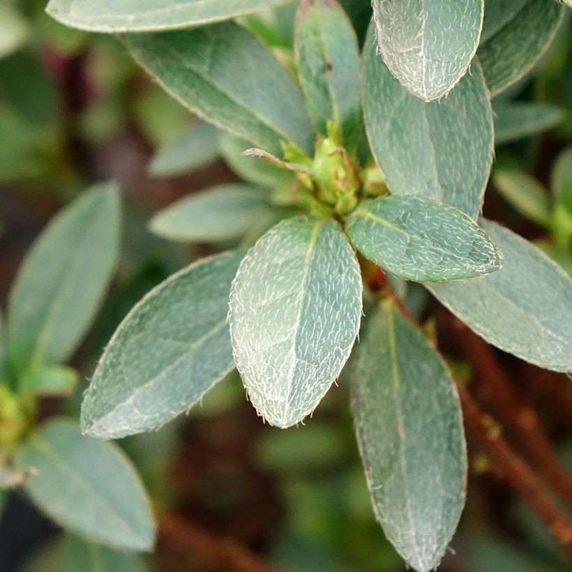 Azalée japonaise Mme Van Hecke (Feuillage)