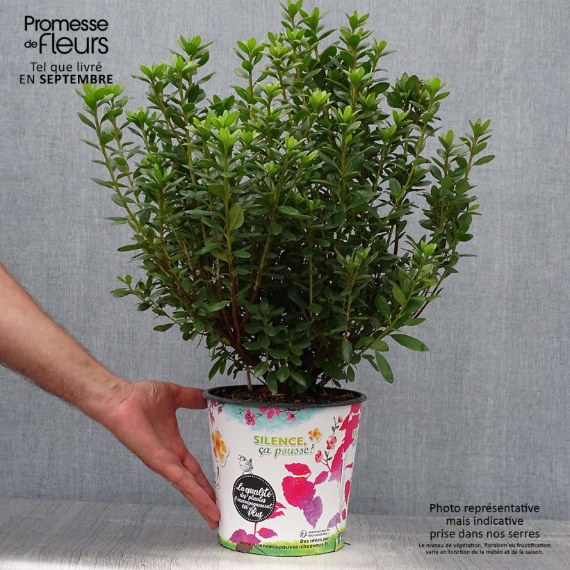 Spécimen de Azalée japonaise Orange Beauty - Rhododendron hybride Pot de 2L/3L tel que livré en automne