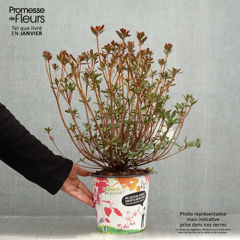 Example of Azalée japonaise Orange Beauty - Rhododendron hybride Pot de 2L/3L as you get in hiver