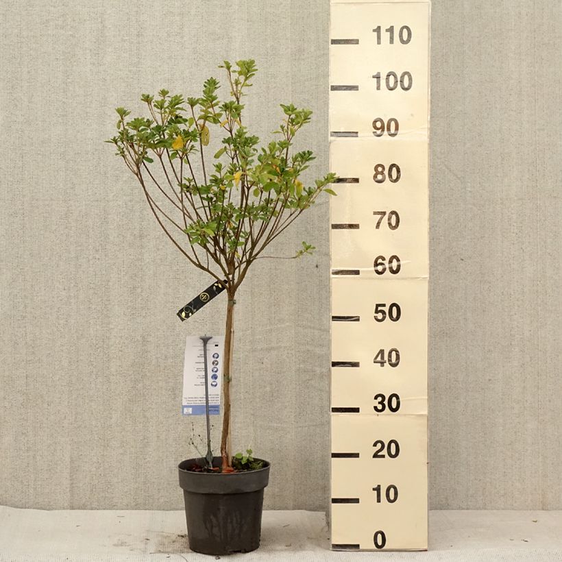 Spécimen de Azalée japonaise Schneeglanz - Rhododendron hybride Pot de 4L/5L, Tige, Tige de 40 cm tel que livré en été