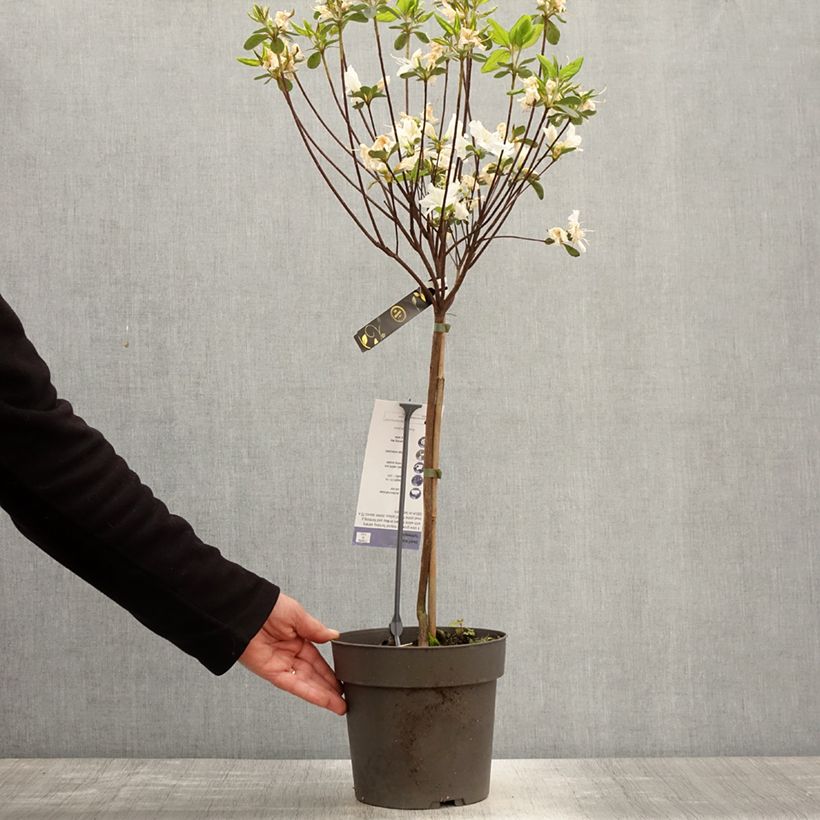 Spécimen de Azalée japonaise Schneeglanz - Rhododendron hybride Pot de 4L/5L, Tige, Tige de 40 cm tel que livré au printemps