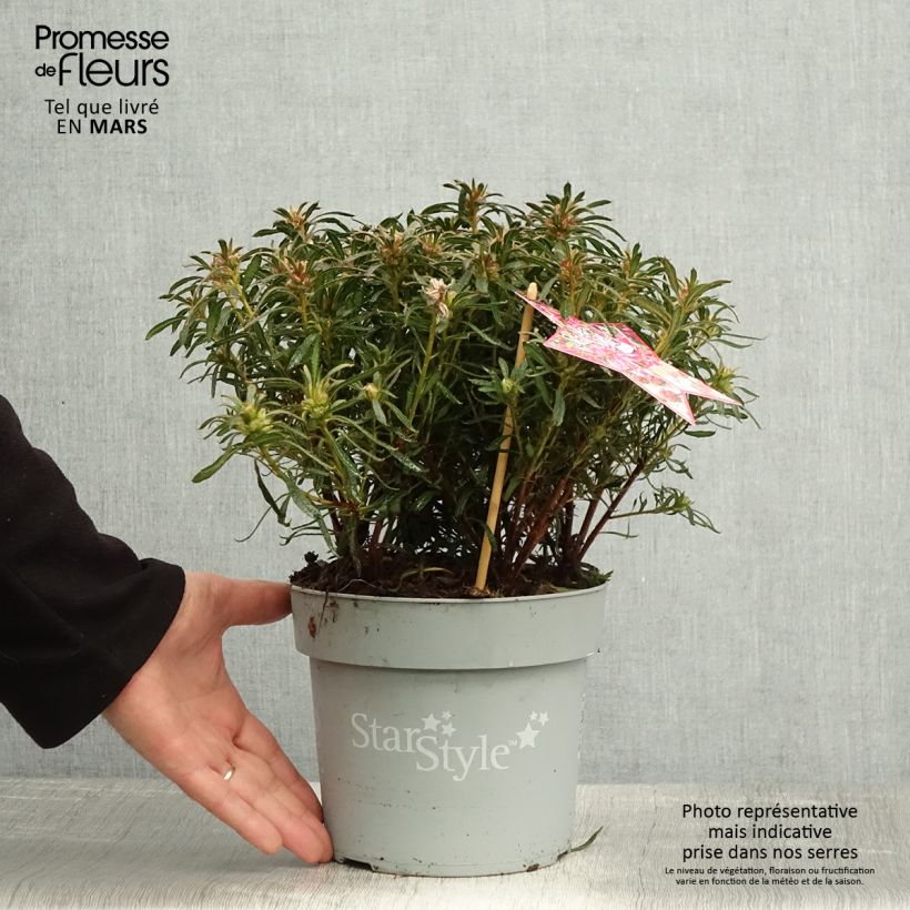 Example of Azalée japonaise Star Style Pink - Azalea japonica Pot de 3L/4L as you get in printemps