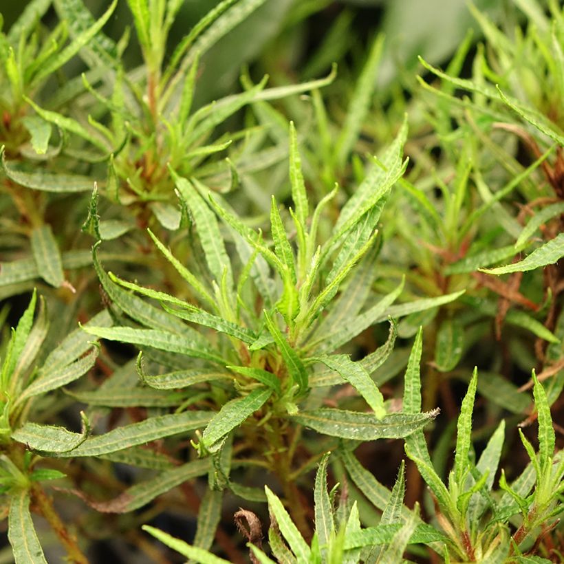 Azalée japonaise Star Style Pink - Azalea japonica (Foliage)