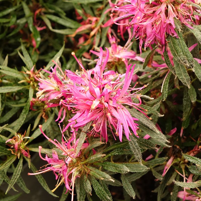 Azalée japonaise Star Style Pink - Azalea japonica (Flowering)