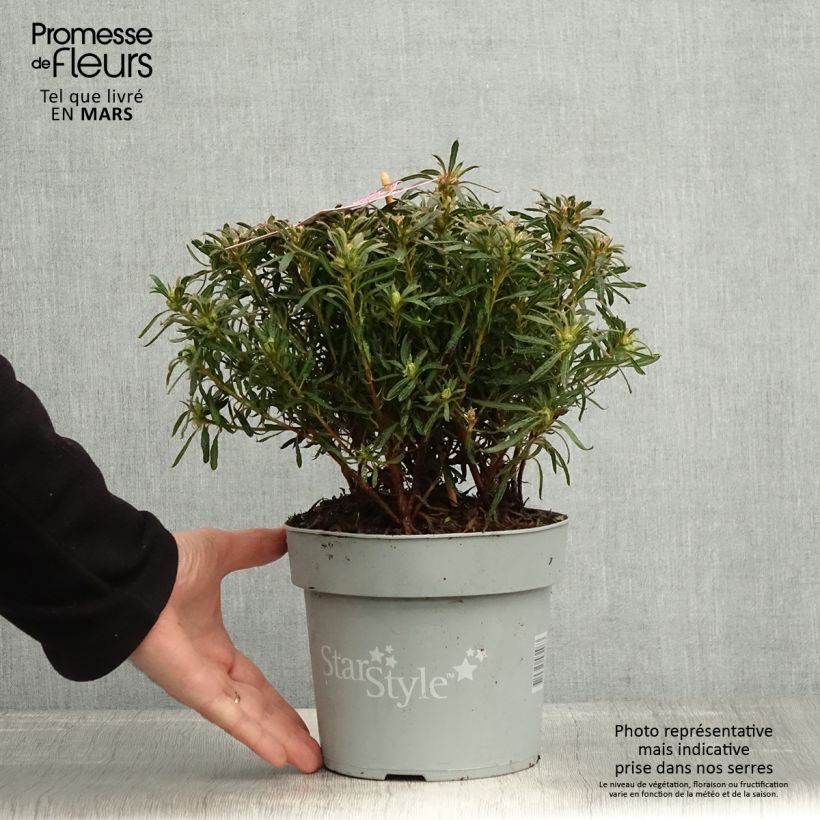 Example of Azalée japonaise Star Style Violet - Azalea japonica Pot de 3L/4L as you get in printemps