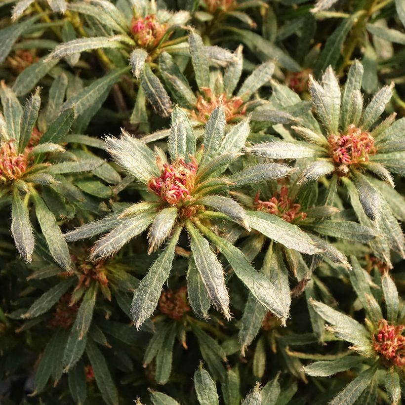 Azalée japonaise Star Style Violet - Azalea japonica (Foliage)