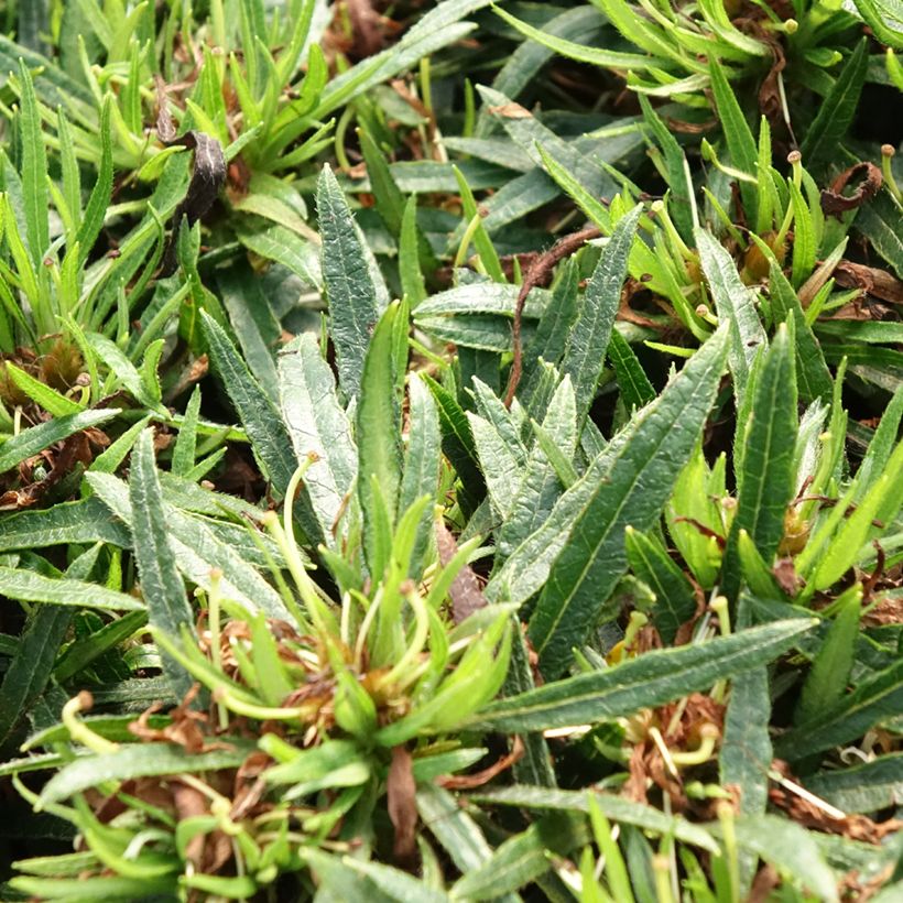 Azalée japonaise Star Style White - Azalea japonica (Foliage)