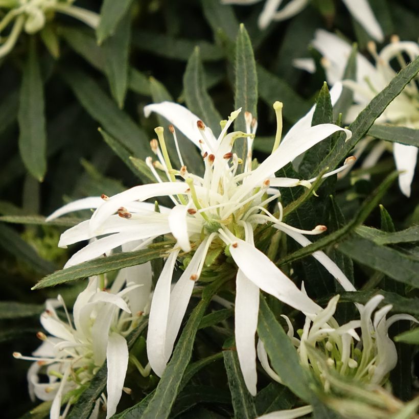 Azalée japonaise Star Style White - Azalea japonica (Flowering)