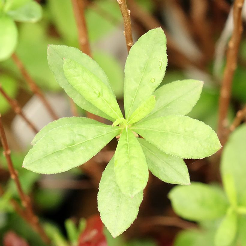 Azalée mollis Viscosa - Azalée des marais (Foliage)