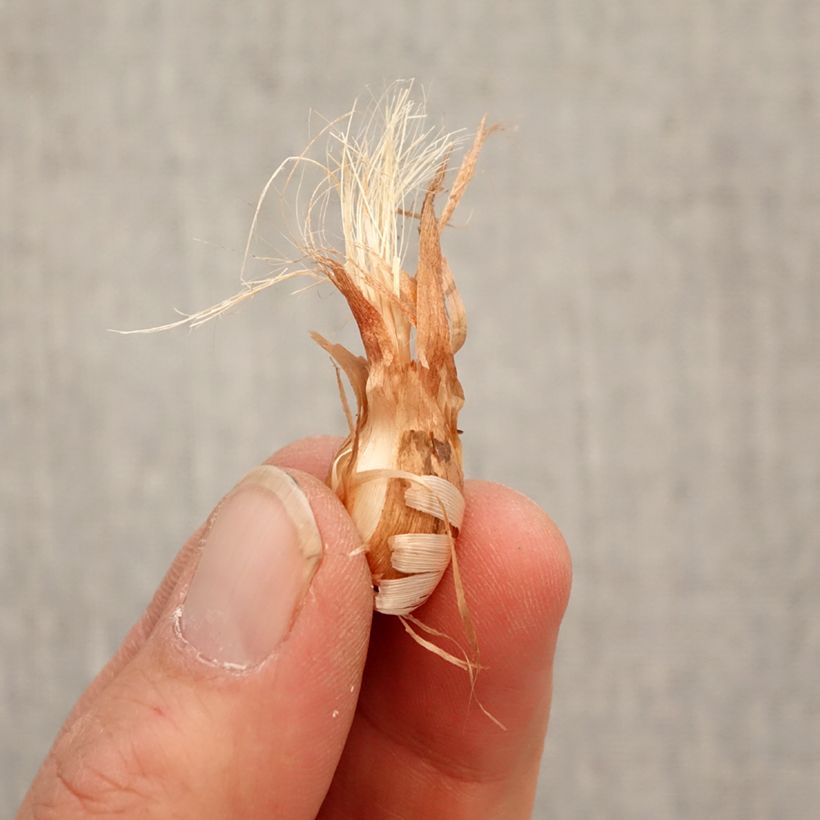 Spécimen de Babiana stricta - Babiane, Fleur de babouin en mélange Bulbe calibre 4/5 tel que livré au printemps