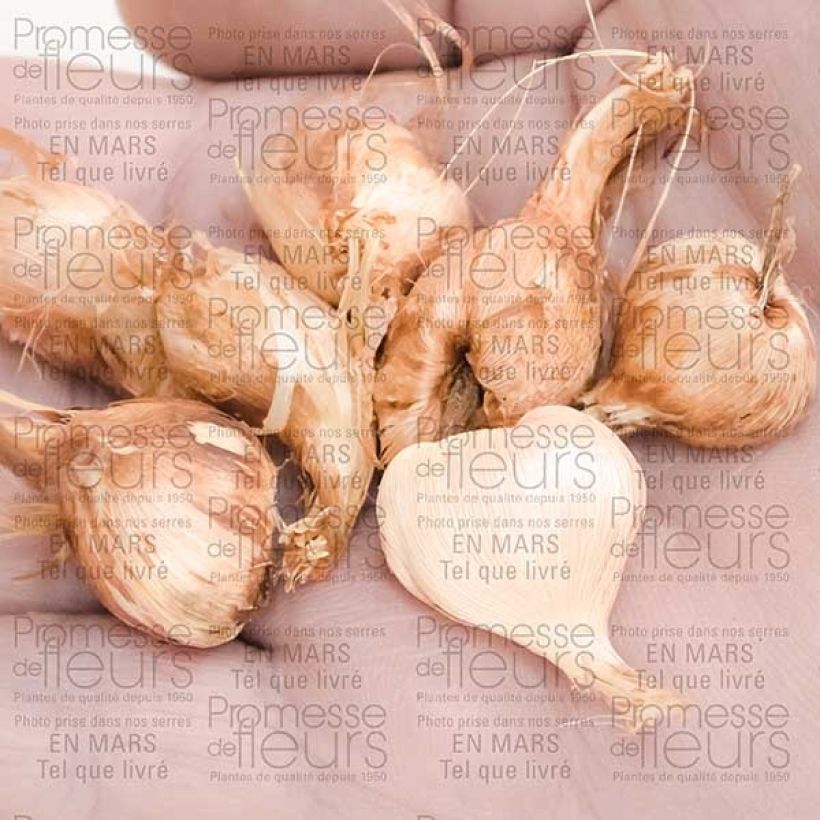 Example of Babiane ou Racine de Babouin Stricta Zwanenburg Glory Bulbe calibre 4+ as you get