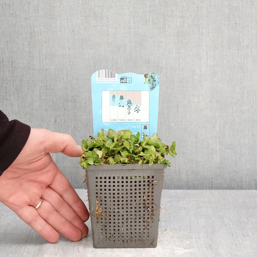 Spécimen de Bacopa caroliniana - Bacopa de Caroline Pot de 1L/1,5L tel que livré au printemps