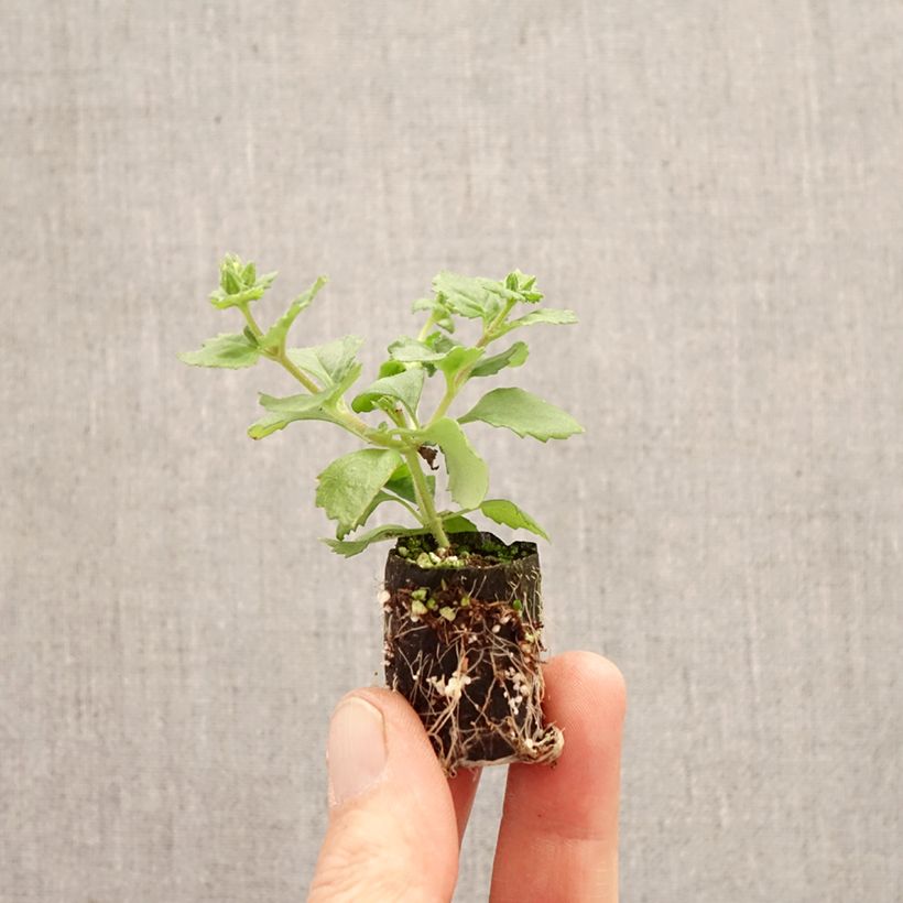 Spécimen de Bacopa Gulliver Compact Rosa Mini-motte Ø 3/4 cm tel que livré au printemps