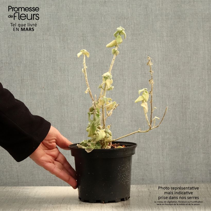 Example of Ballota pseudodictamnus - Ballote pseudodictame Pot de 2L/3L as you get in printemps
