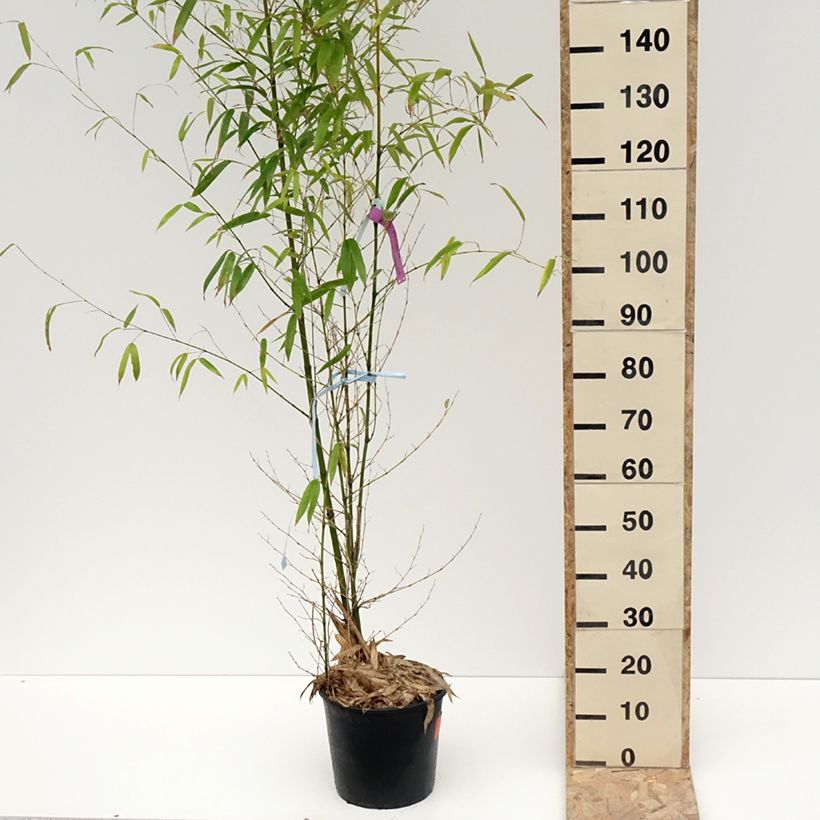 Example of Bambou doré - Phyllostachys aurea Pot de 7,5L/10L as you get in hiver
