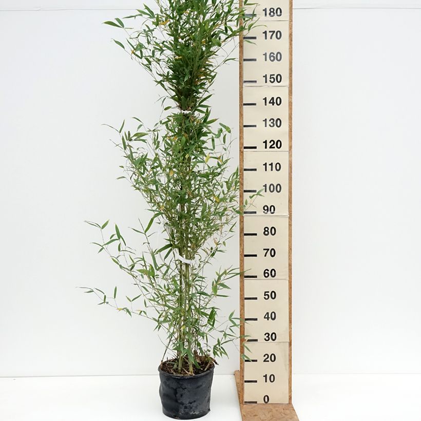 Spécimen de Bambou doré - Phyllostachys aurea Pot de 7,5L/10L tel que livré en automne