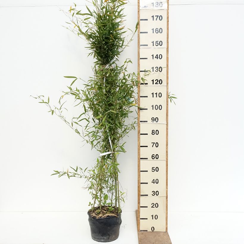 Spécimen de Bambou doré - Phyllostachys aurea Pot de 7,5L/10L tel que livré au printemps