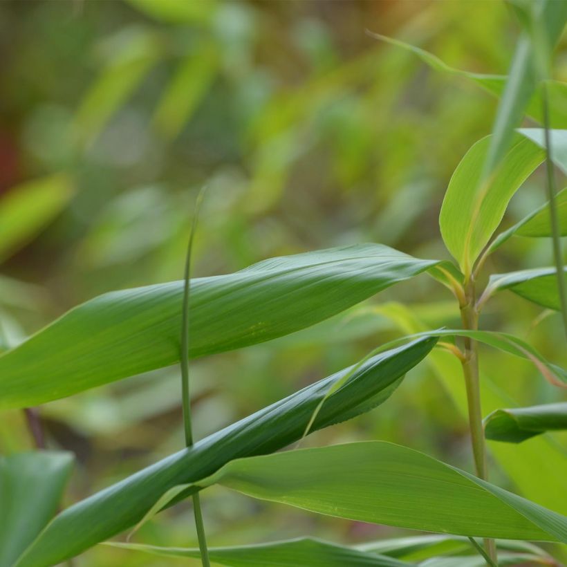 Bambou Métaké - Pseudosasa japonica (Foliage)