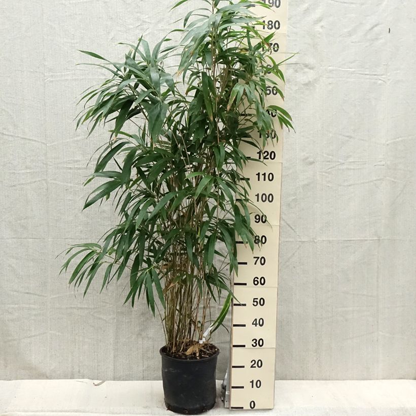 Example of Bambou Métaké - Pseudosasa japonica Pot de 4L/5L as you get in printemps