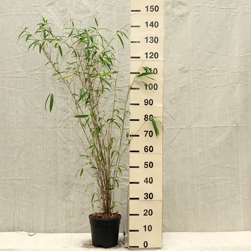 Example of Bambou non traçant - Fargesia yunnanensis Pot de 4L/5L as you get in printemps