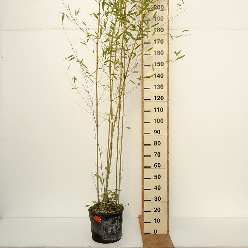 Spécimen de Bambou - Phyllostachys bissetii  Pot de 12L/15L tel que livré en automne