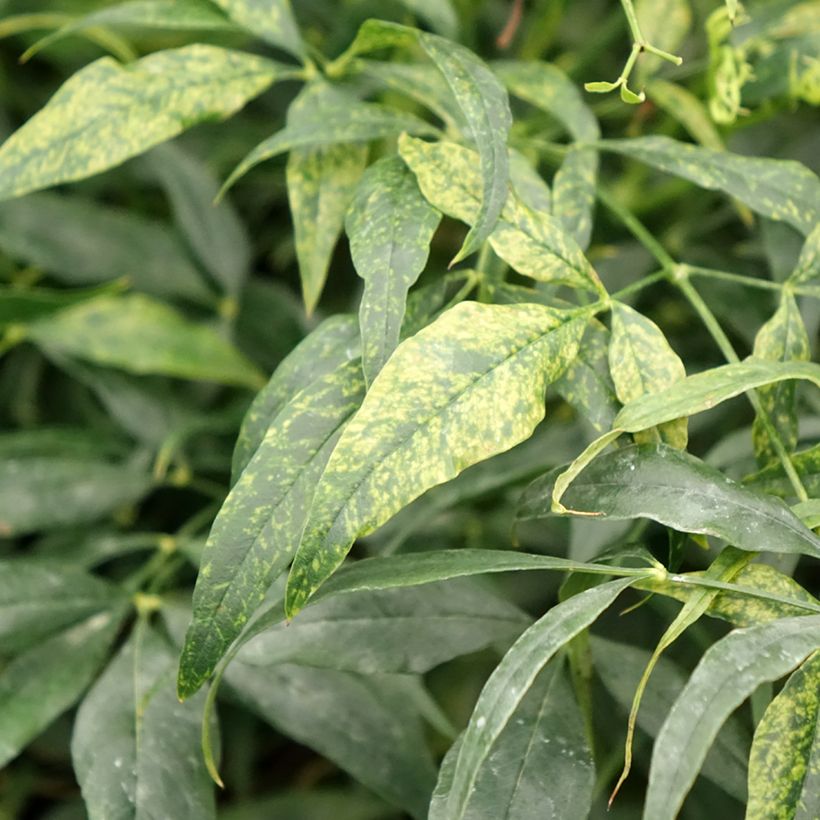 Bambou sacré - Nandina domestica Brightlight (Foliage)