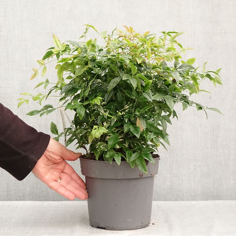 Spécimen de Bambou sacré - Nandina domestica Magical Sunrise Pot de 3L/4L tel que livré en automne