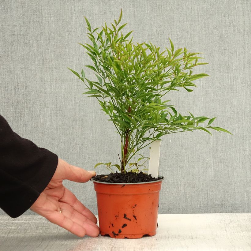 Spécimen de Bambou sacré - Nandina domestica Moon Bay Godet de 8/9 cm tel que livré en automne
