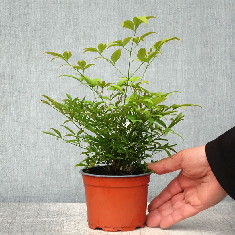 Example of Bambou sacré - Nandina domestica Moon Bay Godet de 8/9 cm as you get in printemps