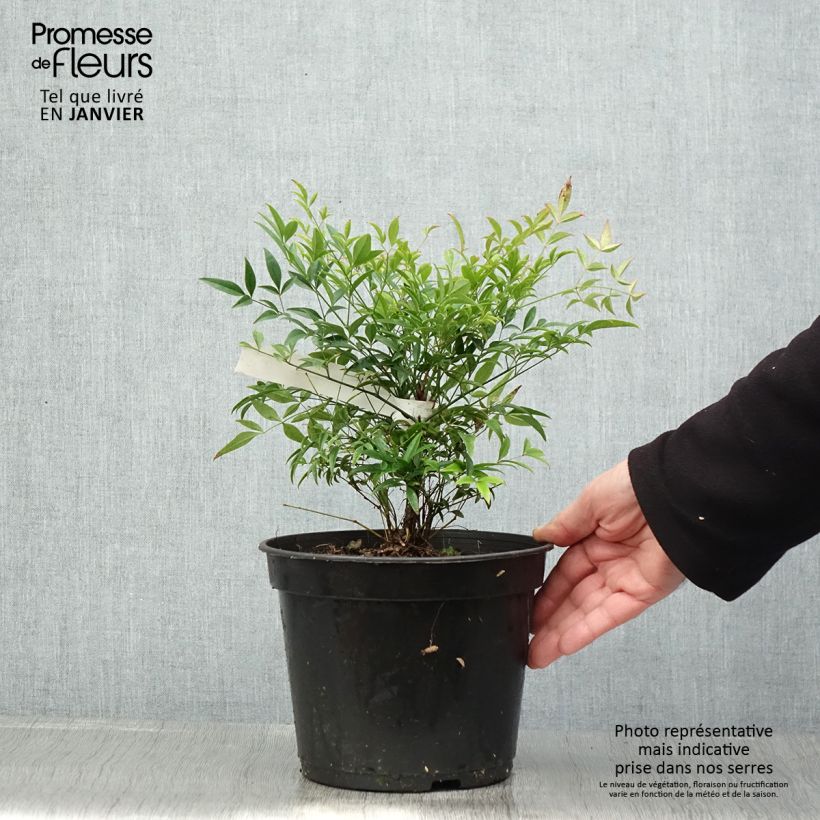 Example of Bambou sacré - Nandina domestica Moon Bay Pot de 3L/4L as you get in hiver
